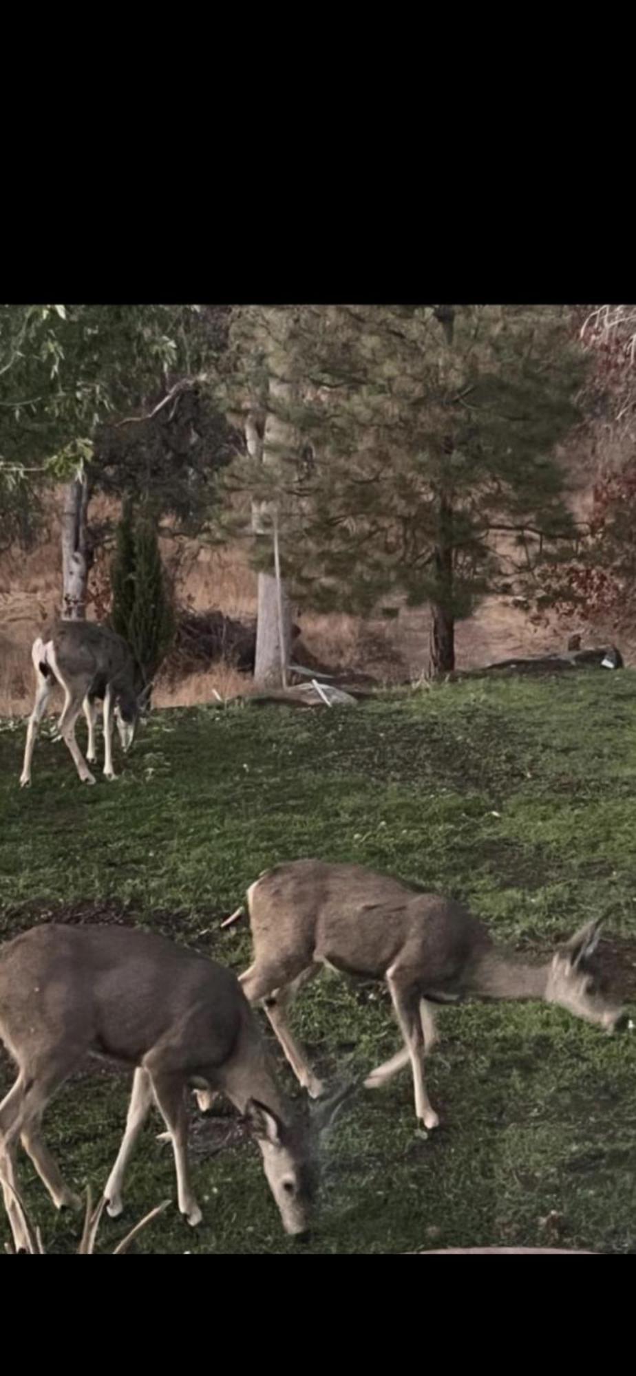 The Sequoia Guesthouse Miramonte Dış mekan fotoğraf
